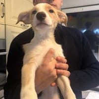 Welpenbub Theo, Hund zur Adoption