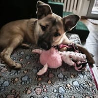 Maya die Süße!, Hündin zur Adoption