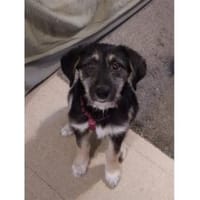 Jule - wartet in 29342 Wienhausen, Hündin zur Adoption