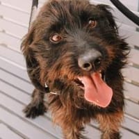 Moro sucht reizarmes Zuhause, Hund zur Adoption