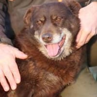 Brownie - sehr verschmust u. kinderlieb, Hündin zur Adoption