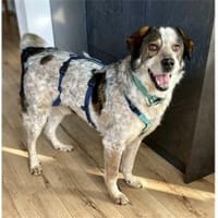 Milton - wartet in 91054 Erlangen, Hund zur Adoption