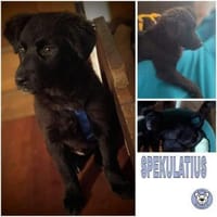 SPEKULATIUS -rundum tolles Hundekind-, Hund zur Adoption