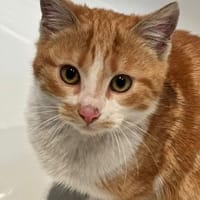 Kitte Diego sucht seinen Kuschelplatz, Kater zur Adoption