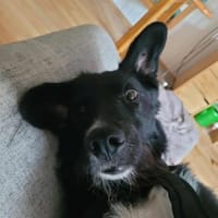 LOGAN ❤ sucht ein neues Zuhause, Hund zur Adoption