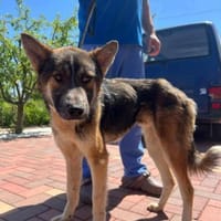 Rufus sucht ein schönes Zuhause!, Hund zur Adoption