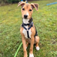 Stella, Hündin zur Adoption