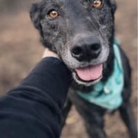 Verspielter Odin, Hund zur Adoption