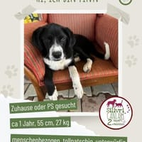 Finn sucht ein Zuhause oder Pflegestelle, Hund zur Adoption