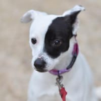 Kleiner Domino sucht endlich sein Glück, Hund zur Adoption