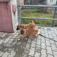 Taiko, Hund zur Adoption