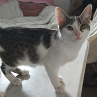 Felix, ausgeglichener Glückspilz, ca. 7, Kater zur Adoption