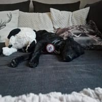 Theosucht sein großes Glück! 🐾, Hund zur Adoption