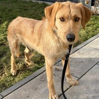 Hübscher Rüde Wilan, Hund zur Adoption