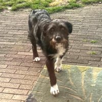 Lany ❤ Traumhündin möchte gern ankommen, Hündin zur Adoption