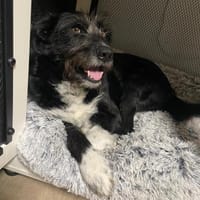 Lany ❤ Traumhündin möchte gern ankommen, Hündin zur Adoption