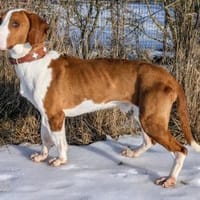 Toller Brackenrüde sucht ein Zuhause, Hund zur Adoption