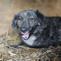 Marina 47 cm (Pflegestelle), Hündin zur Adoption