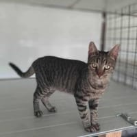 Duke, verschmuster Tigerkater, ca. 8 Mon, Kater zur Adoption