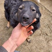 Kadim 45 cm Pflegestelle, Hund zur Adoption