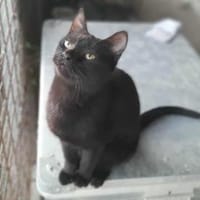 Lucy, verspieltes Katzenmädchen, ca. 7 M, Katze zur Adoption