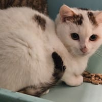 HARPE, chatte à adopter