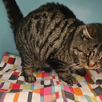 ORGUE, chat à adopter