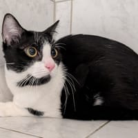 MANGO, chat à adopter