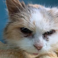 NOUMEA, chatte à adopter