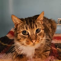 JEWLZ, chat à adopter