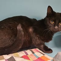 JACOB, chat à adopter