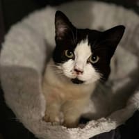 SUKI, chatte à adopter