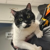 GAMIN, chat à adopter