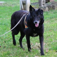 MABELLE, chienne à adopter