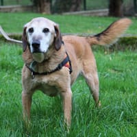 PONGO, chien à adopter