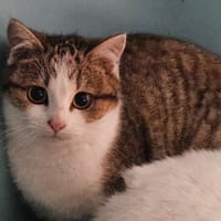 HARMONICA, chatte à adopter