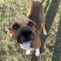 ATIPA, chien à adopter