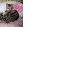 JULES PAB28398, chat à adopter