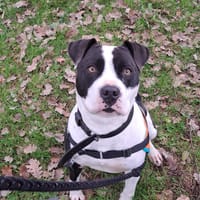 Sno Pyper, chien à adopter