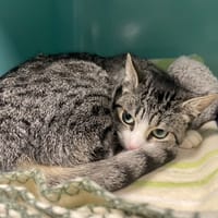 PIOTTE, chatte à adopter