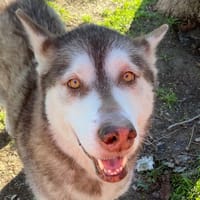 Hikena, chienne à adopter