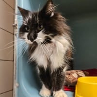 HAUTBOIS, chat à adopter