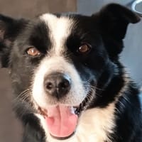 Myrtille, chienne à adopter