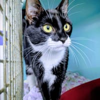 VENUS, chatte à adopter