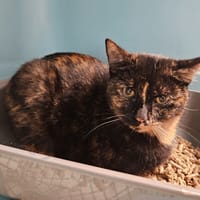 CYMBALE, chatte à adopter