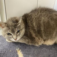 BICHETTE, chatte à adopter