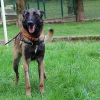 KODA, chien à adopter