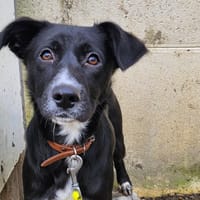 OKAMI, chienne à adopter