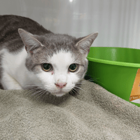 MISTY, chat à adopter