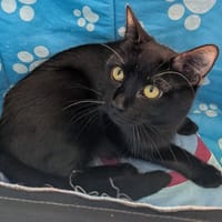 KOUNI, chat à adopter